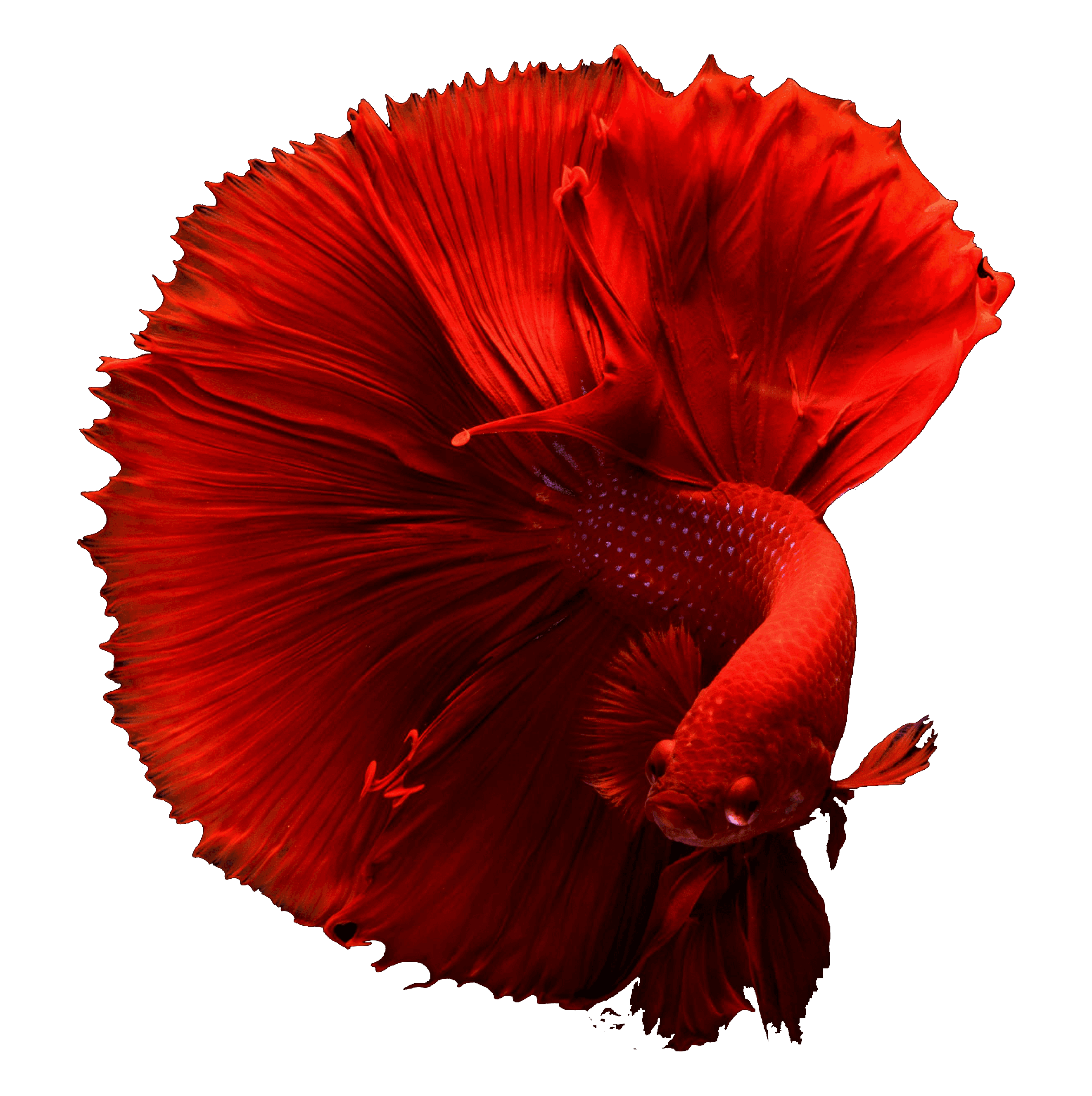 Red Siamese Fighting Fish